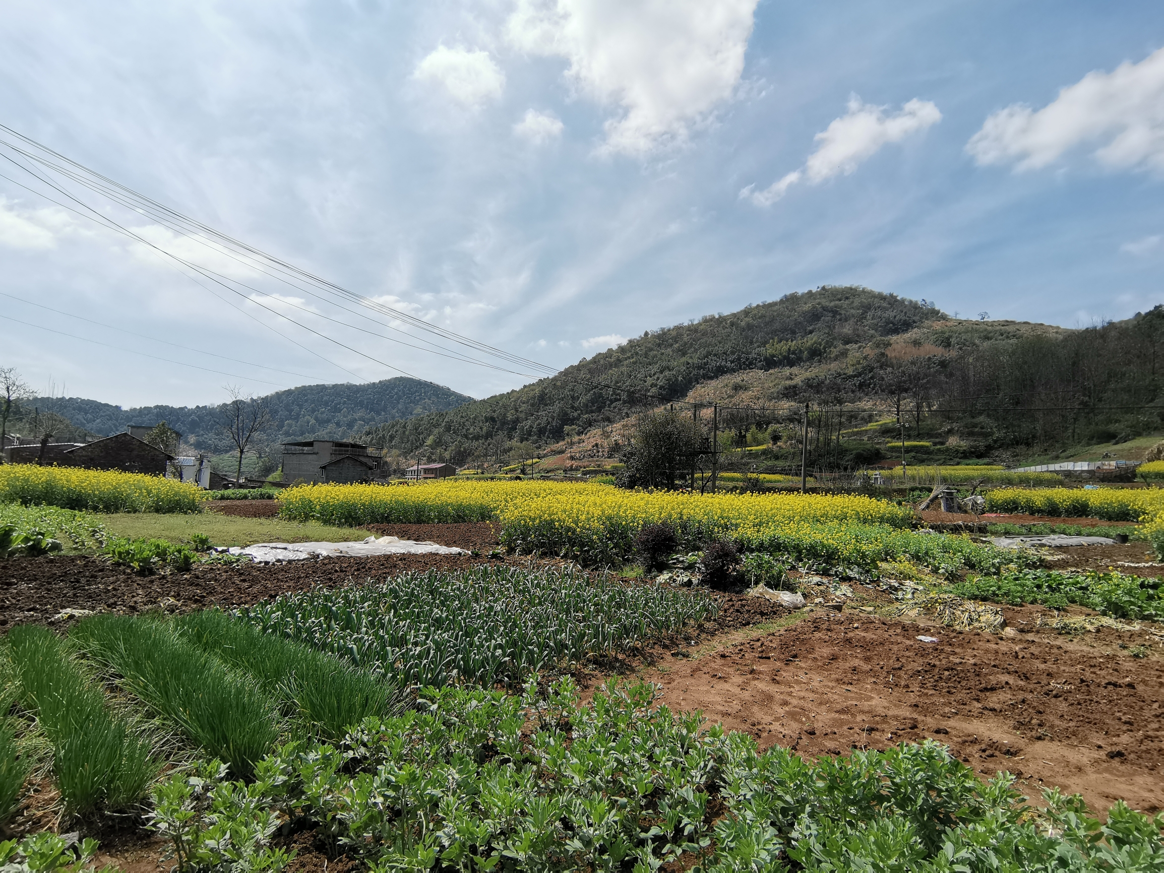 九江瑞昌一一高丰严坪村，漂亮的新农村，空气清新，满山遍野的油菜花，令人赏心悦目，天煞氧吧，美不胜收，