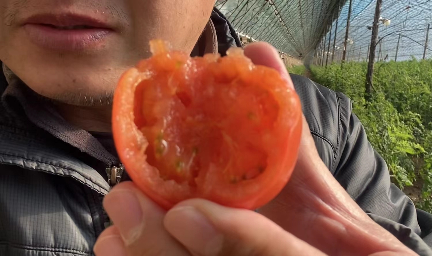 水果西红柿，小时候的味道