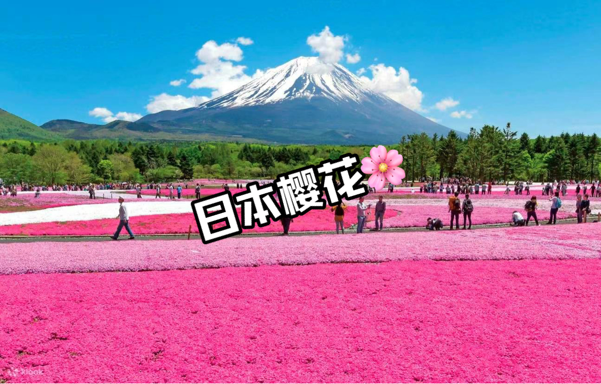 日本赏樱🌸富士山下🗻这样的樱花地毯你见过嘛