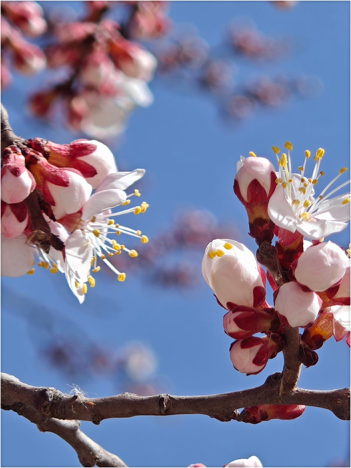 追赶三月的尾巴，贵德桃花已盛开，迎接下一波梨花节。