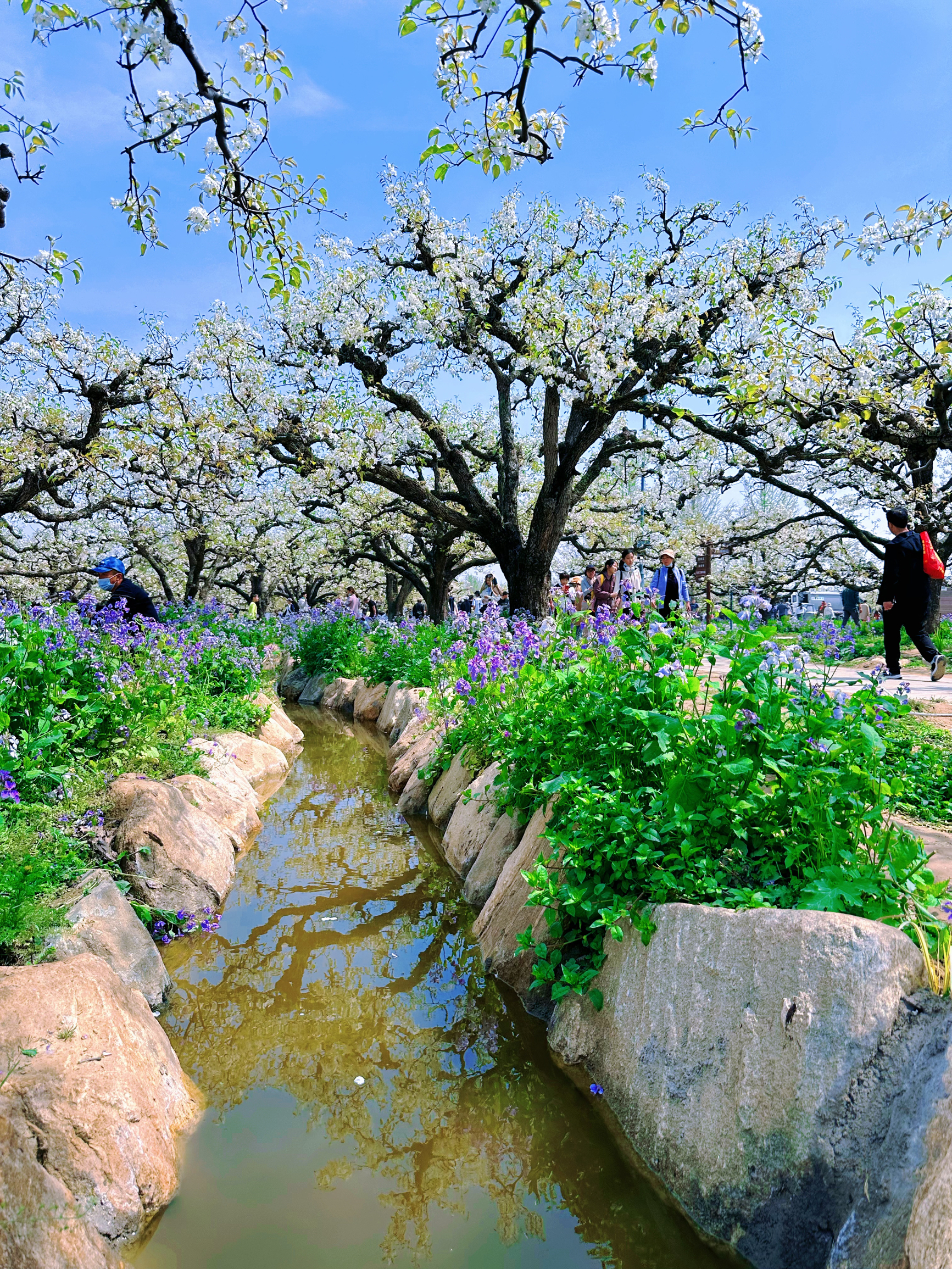 每年春节梨花开满城，真是旅行，踏青，赏花好去处……