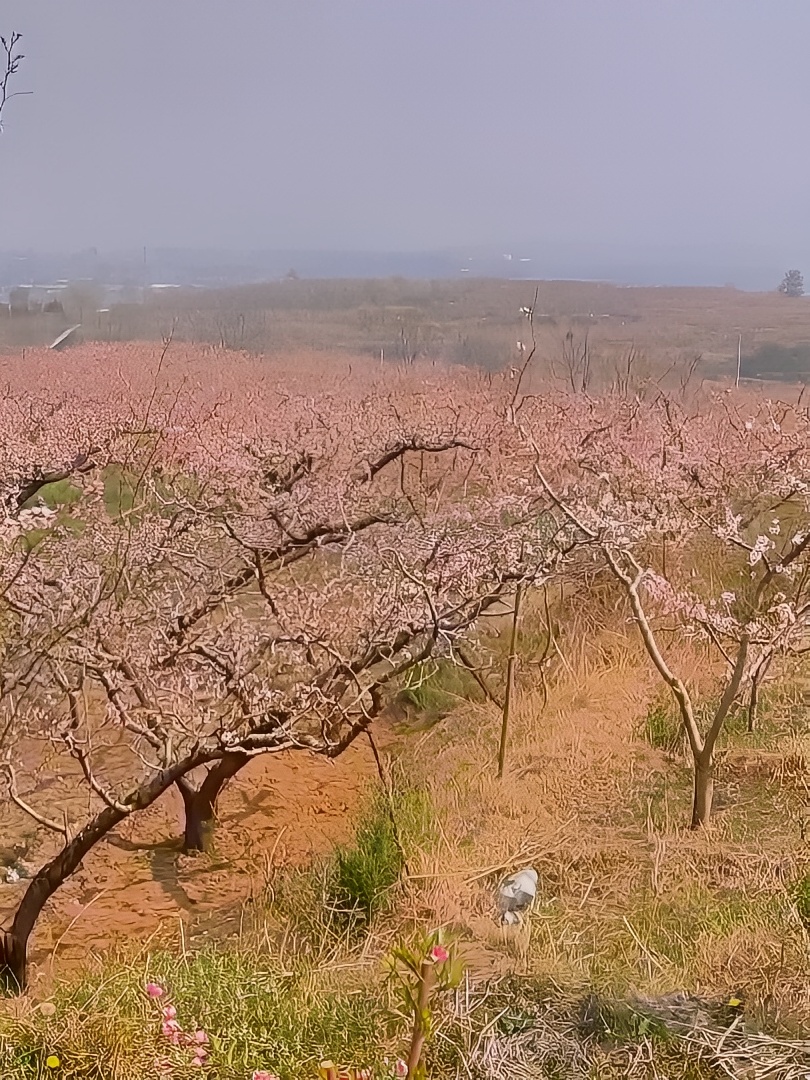 桃花源记