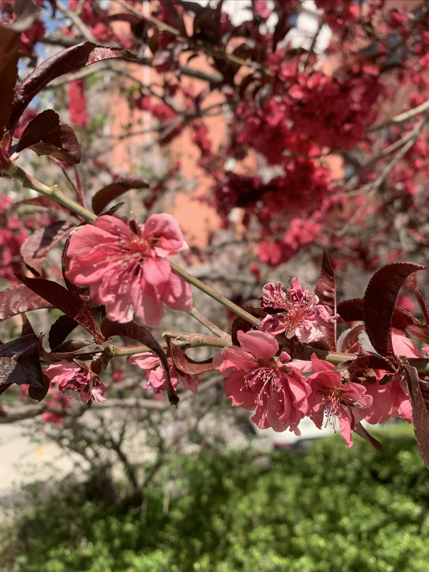 绽放的花朵