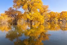 天境牦牛壮骨汤(人民路旗舰店)美食图片