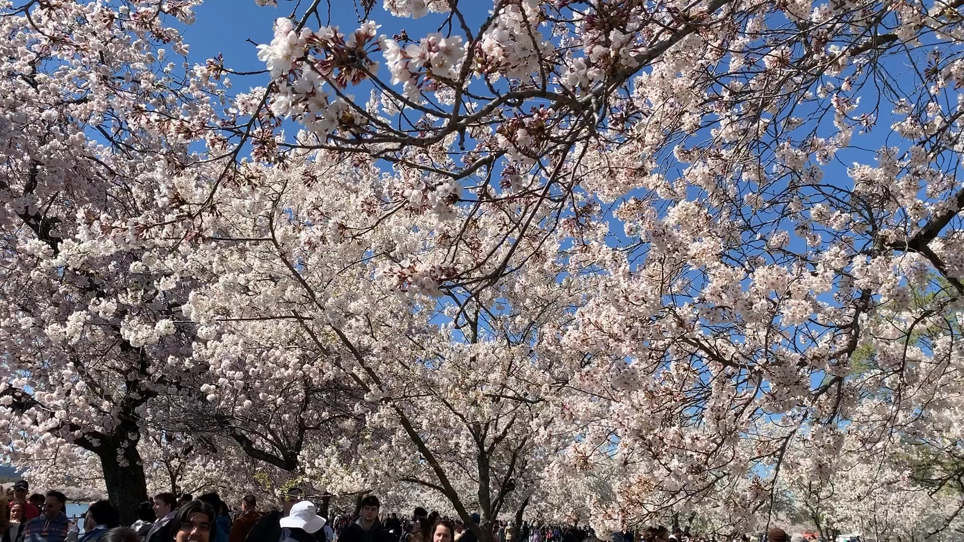 华盛顿特区樱花节