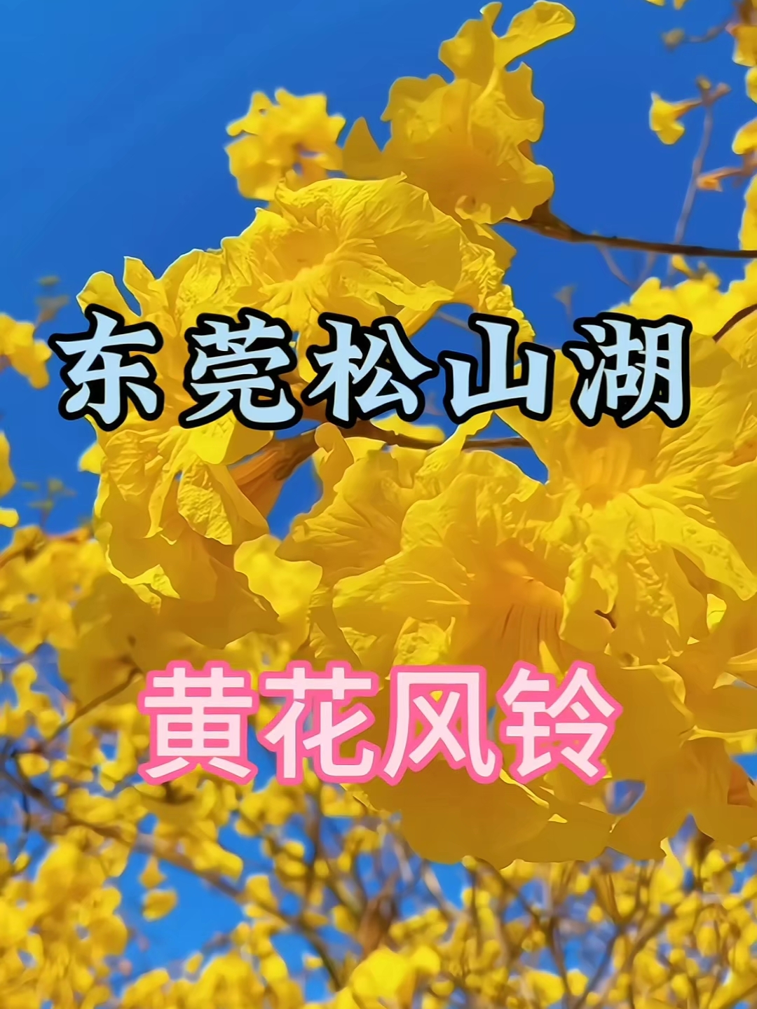 东莞松山湖黄花风铃，迷人金黄花朵，认人流连忘返。