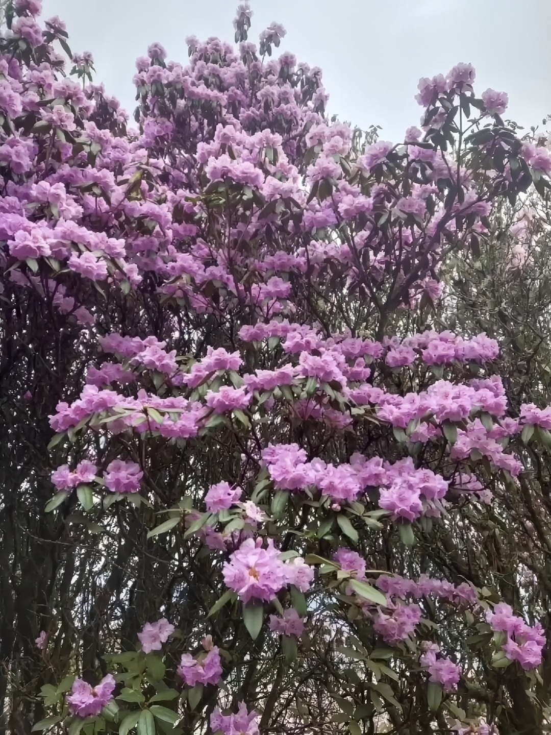 杜鹃花海