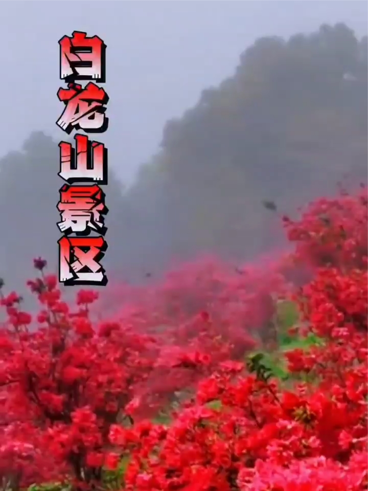 “春在枝头已蔓延，繁花似锦白龙山。”醉美温州乐清白... #春天玩点花的 #玩转户外 #户外大本营