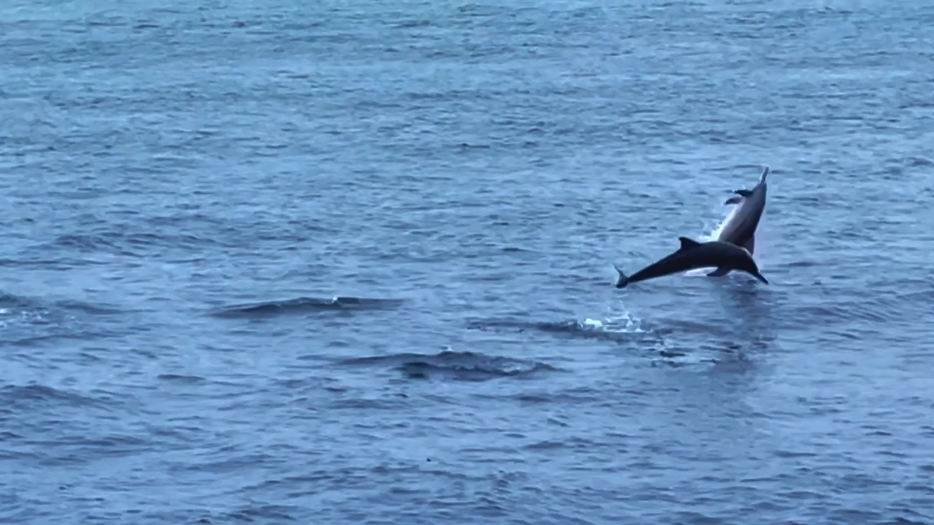 马尔代夫康斯丹魔富士酒店～出海运气超好，看到海豚连环跳跃！