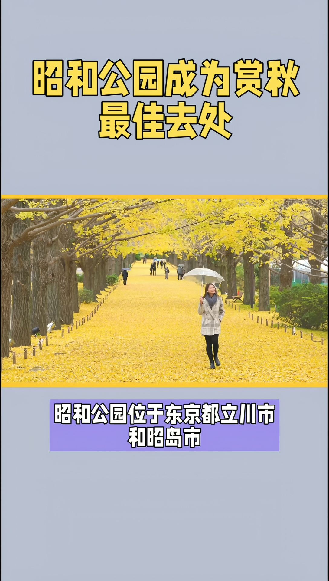 #昭和公园红叶·黄叶祭11/3开启 #昭和纪念公园游玩攻略 #昭和公园游玩