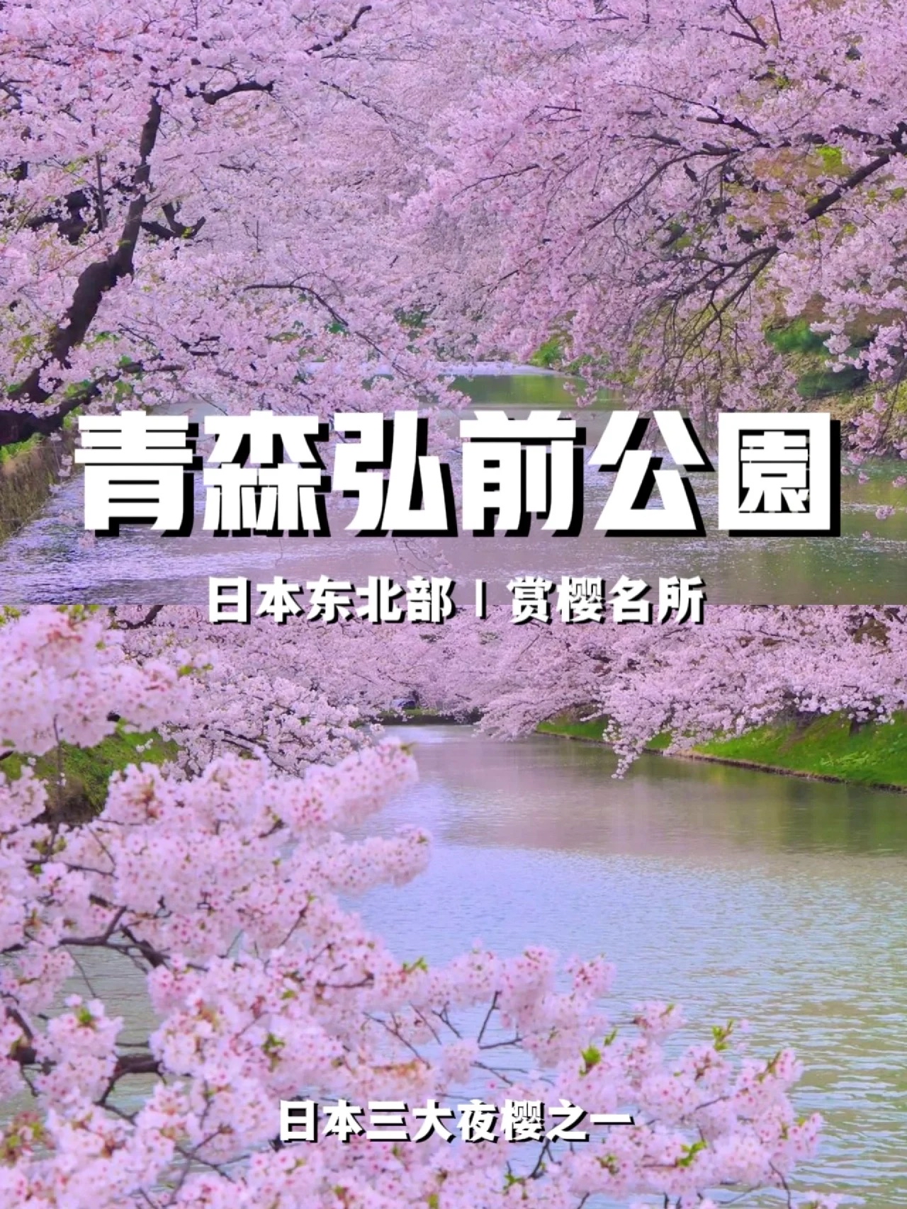 青森弘前公园|东北部赏樱名所  日本的赏樱名所可以说是数不胜数，但青森县弘前市的弘前公园绝对是其中大