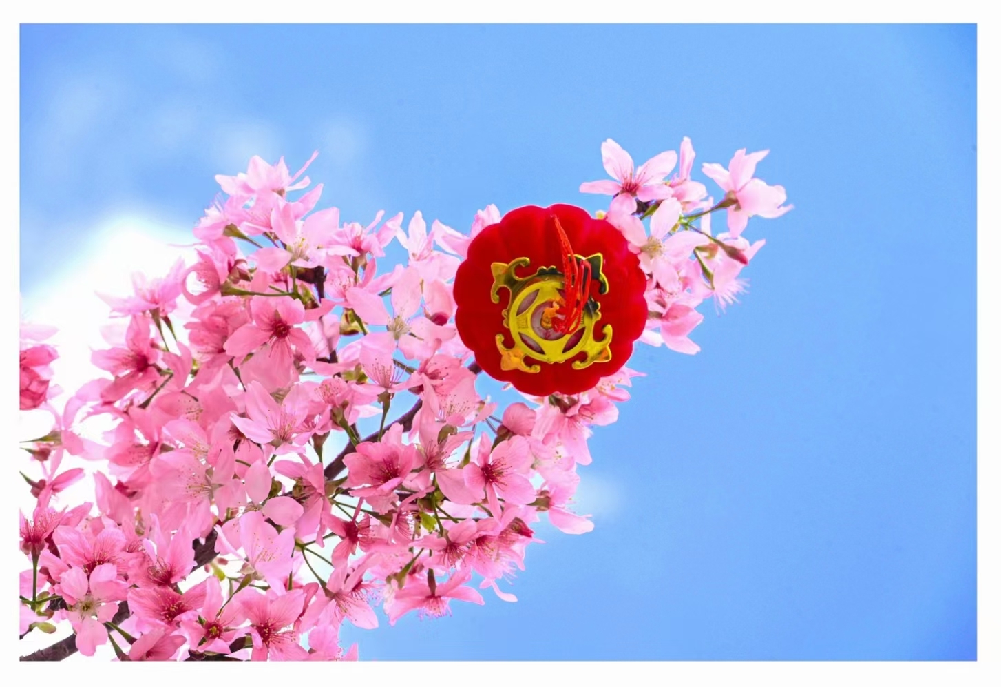福建最佳赏樱花🌸打卡2000亩赖坊樱花园