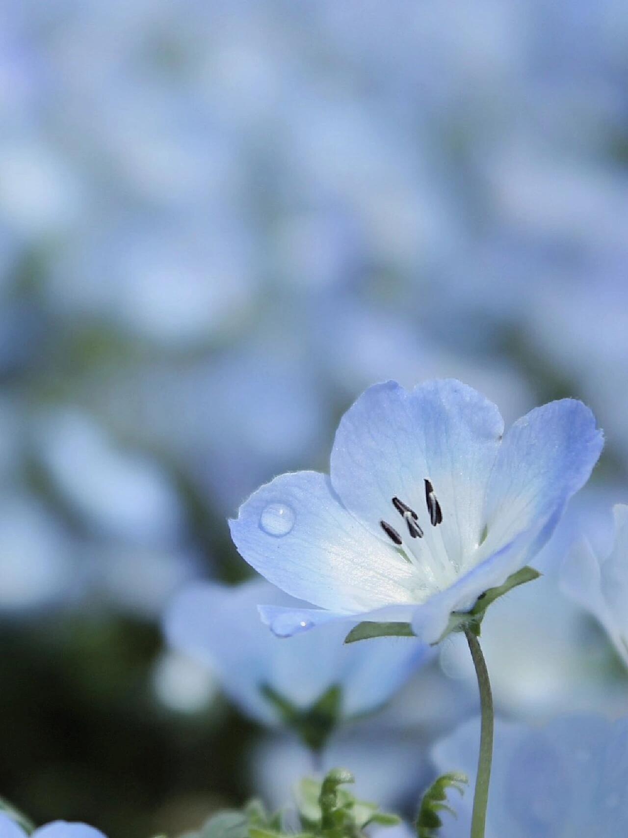 4月中旬～下旬｜茨城县海滨公园蓝色花海来啦