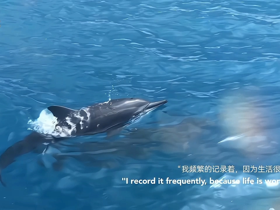 遇见鲸鱼：花莲港赏鲸的梦幻之旅