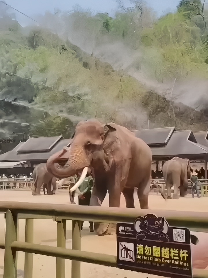 云南的大象