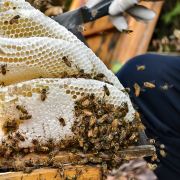 日出东方小蜜蜂