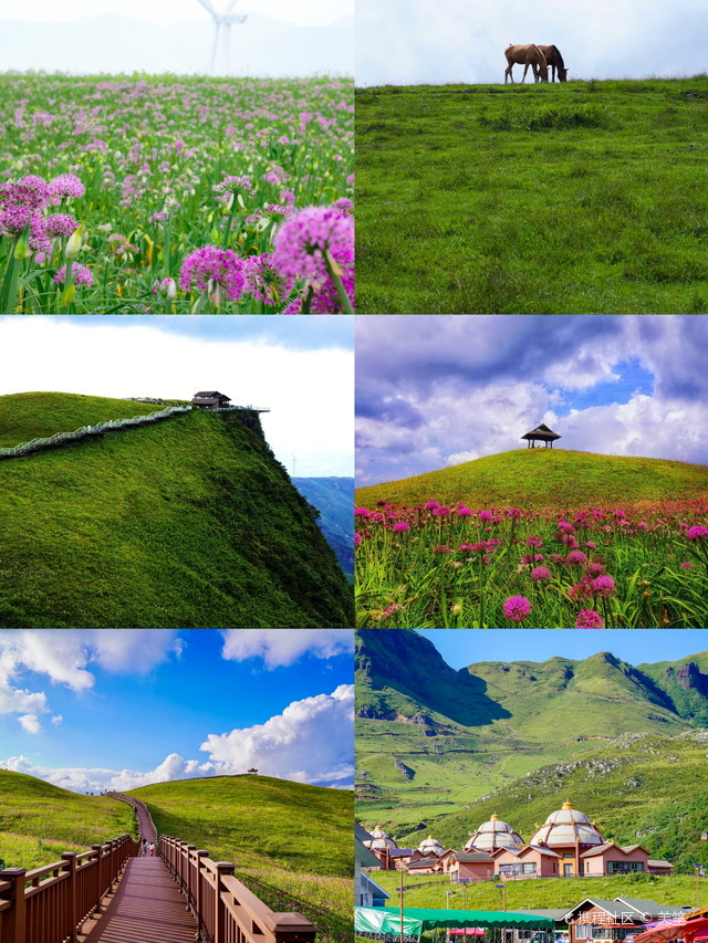 贵州韭菜坪花海太震撼了,紫色铺满整座山