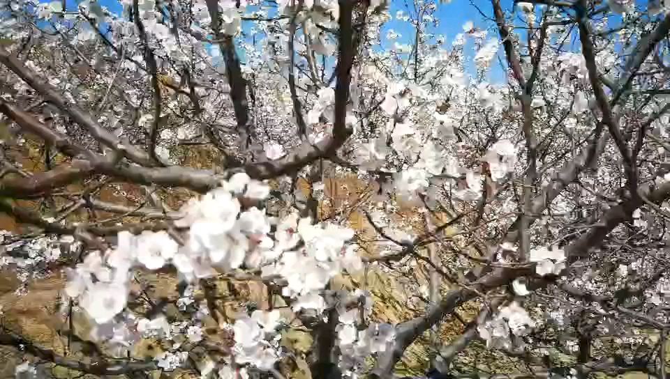 平谷第25届桃花节即将开幕，邀您一起赏桃花，