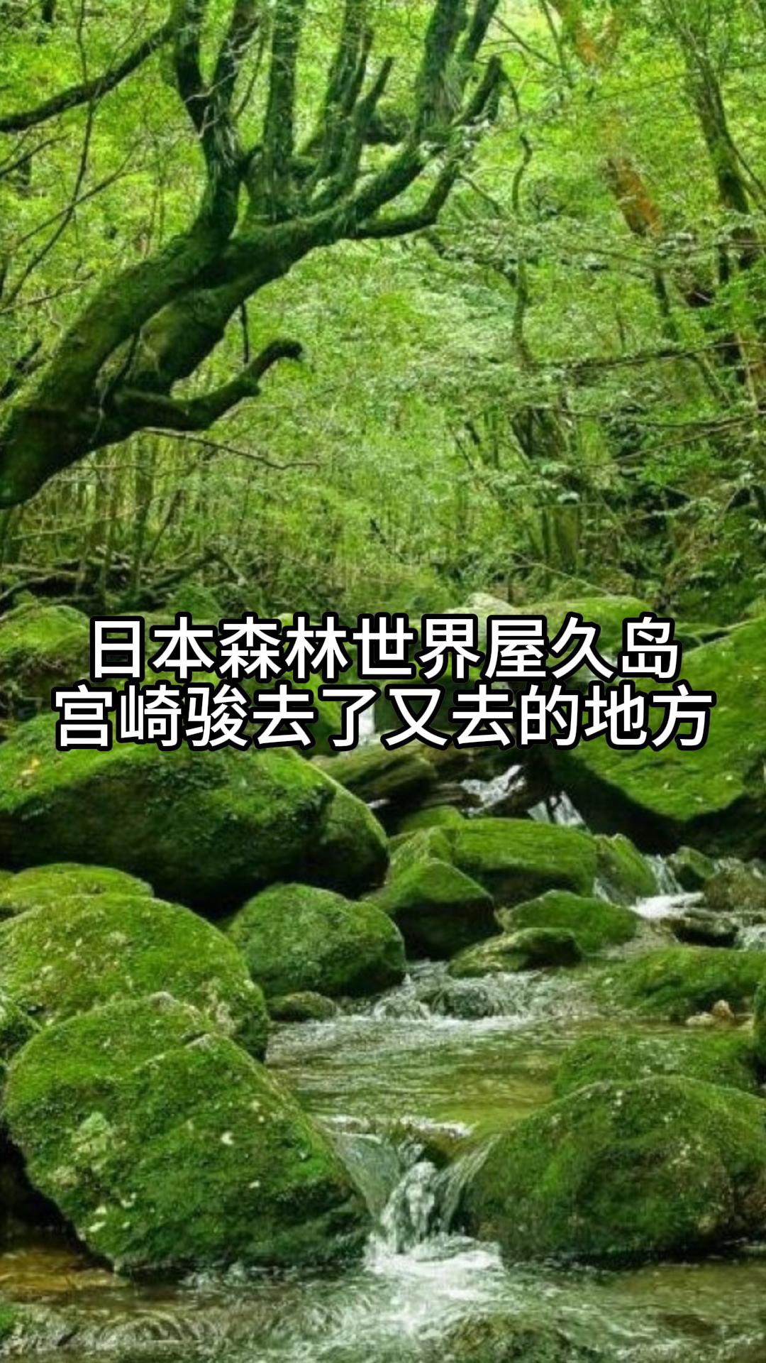 日本古老的森林世界屋久岛 宫崎骏去了又去的地方