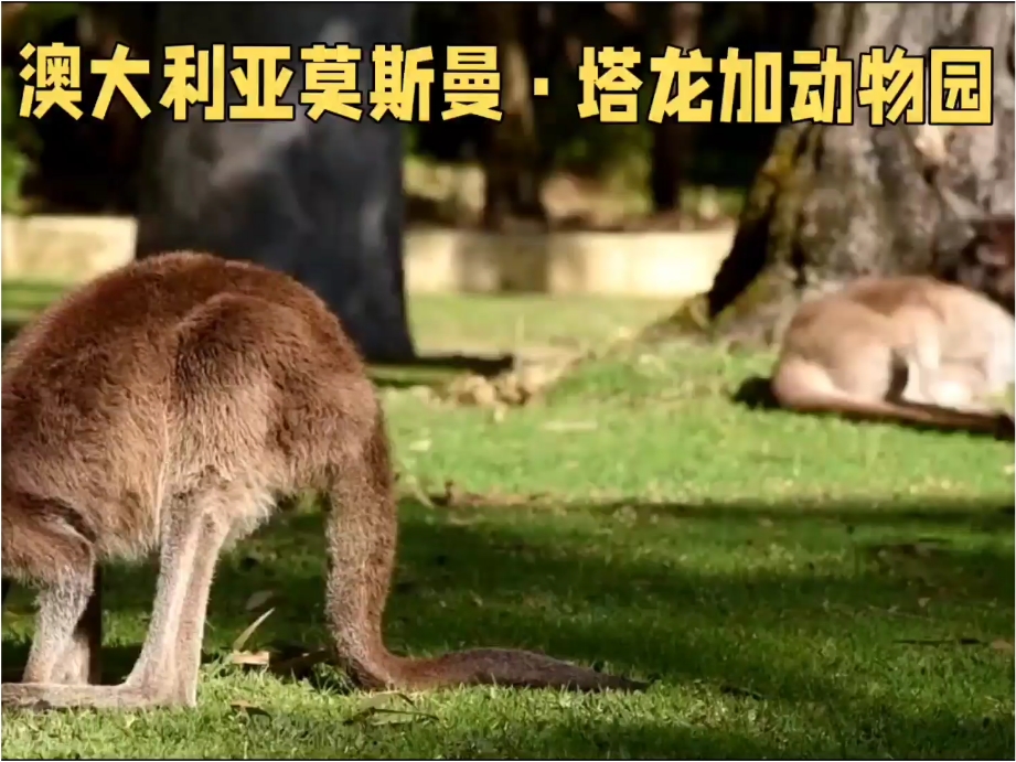 快来澳大利亚莫斯曼·塔龙加动物园和袋鼠考拉亲密接触
