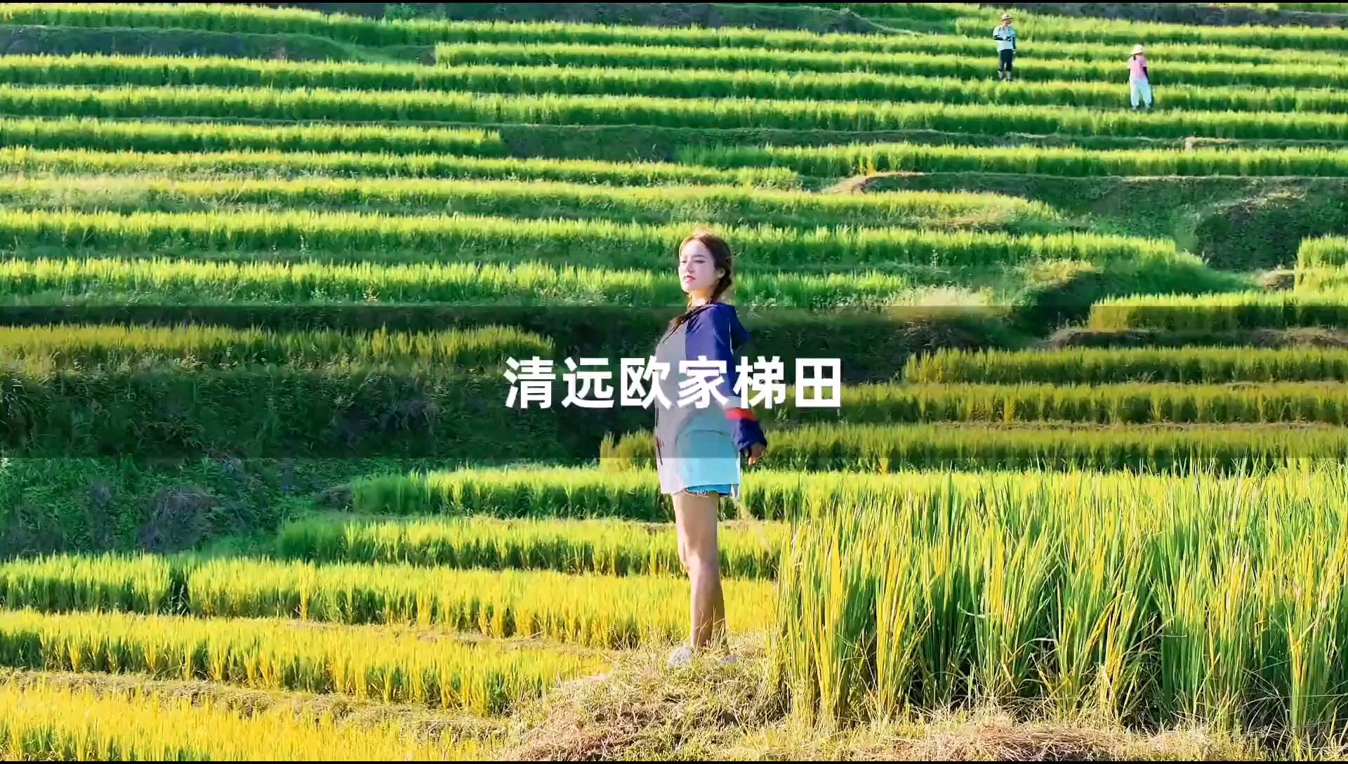 太意外了，广东居然也有如此大规模壮观的梯田，稻谷熟了，来欧家梯田体验一下金色的浪漫与收割水稻的快乐吧