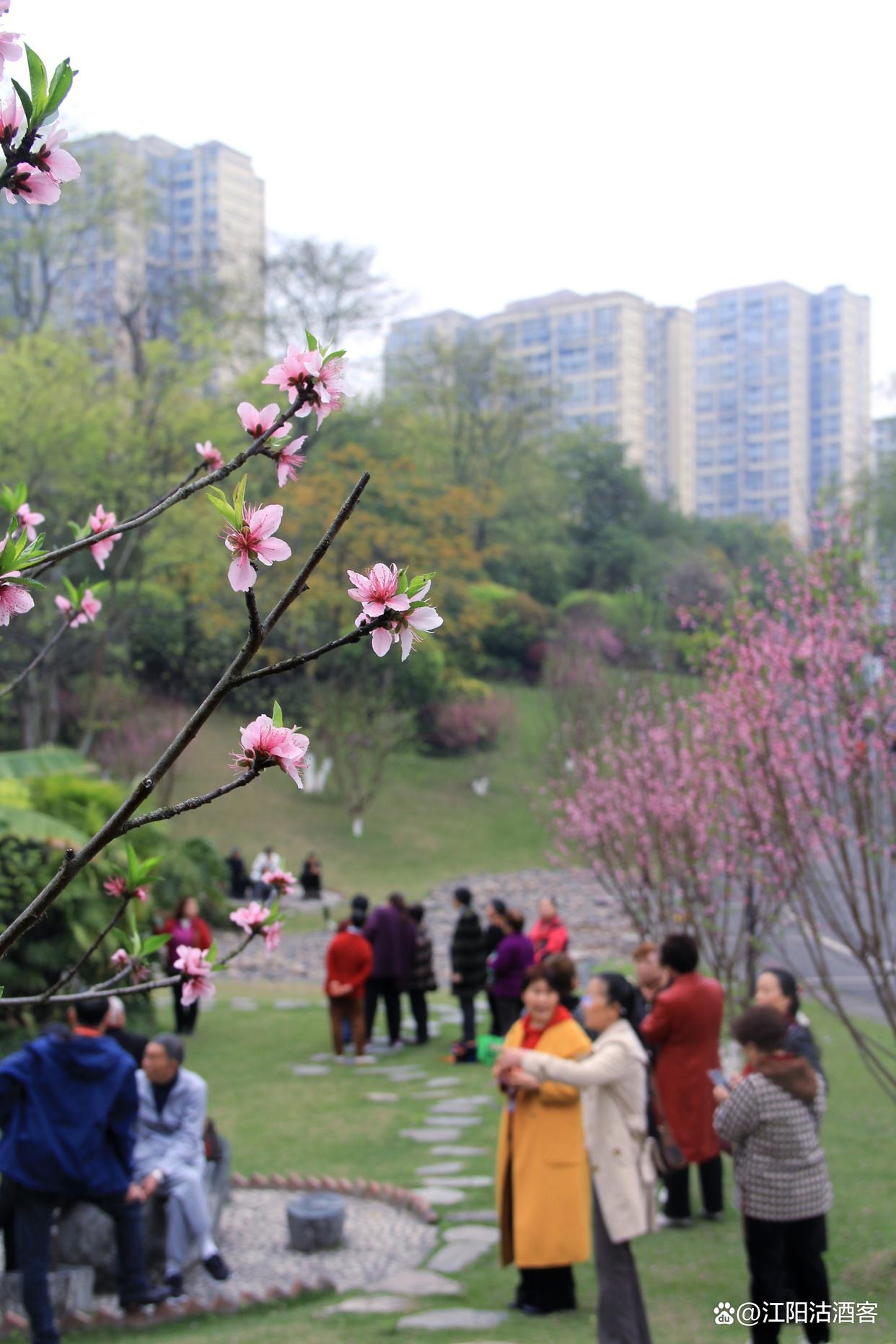 东岩公园有一片桃花林。位于泸州城东长江东岸，面积近七公顷。其中，“东岩夜月”是泸州老八景之一，景观资