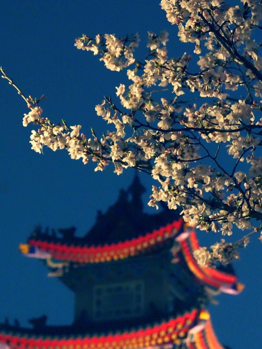 江苏南京鸡鸣寺｜🌸夜樱之美