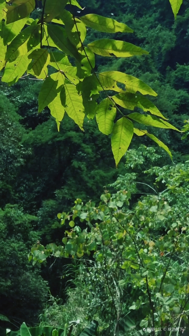 南平溪源大峡谷真的一整条都可以走