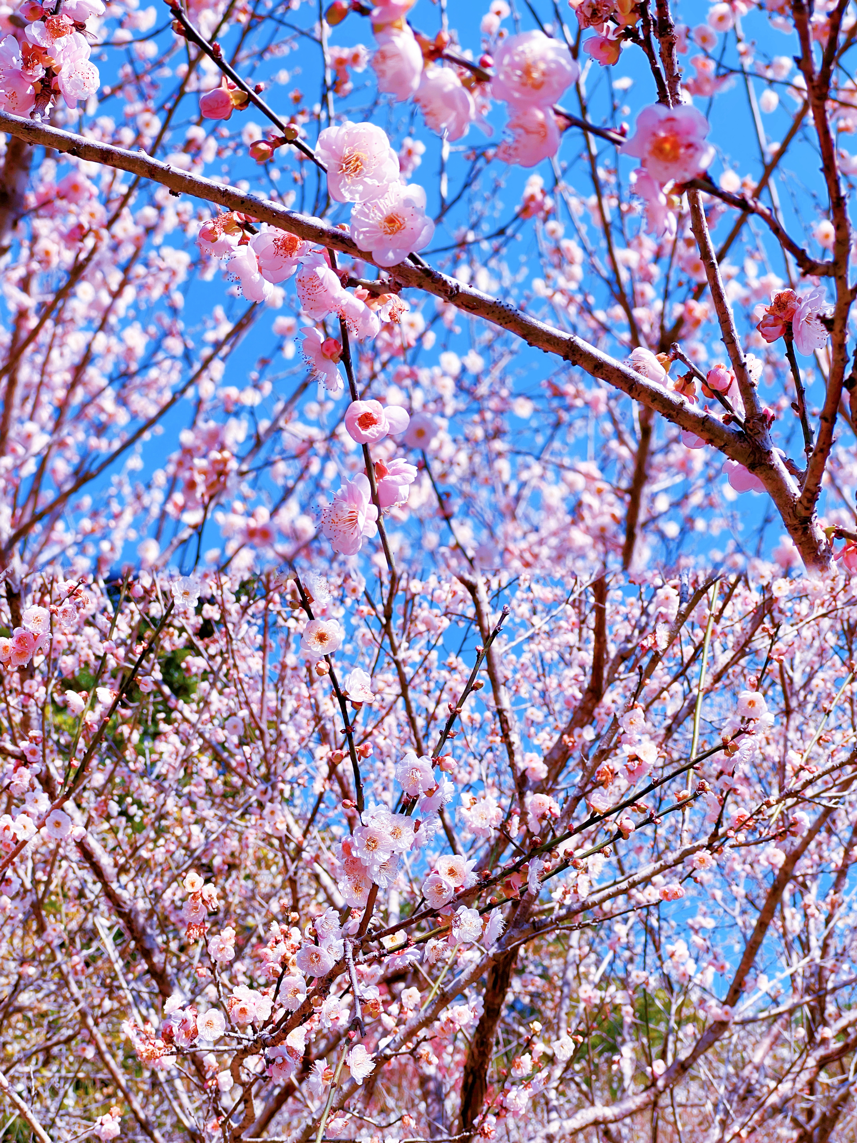 广州｜梅花谷花开正盛，我仿佛看见雪满枝头