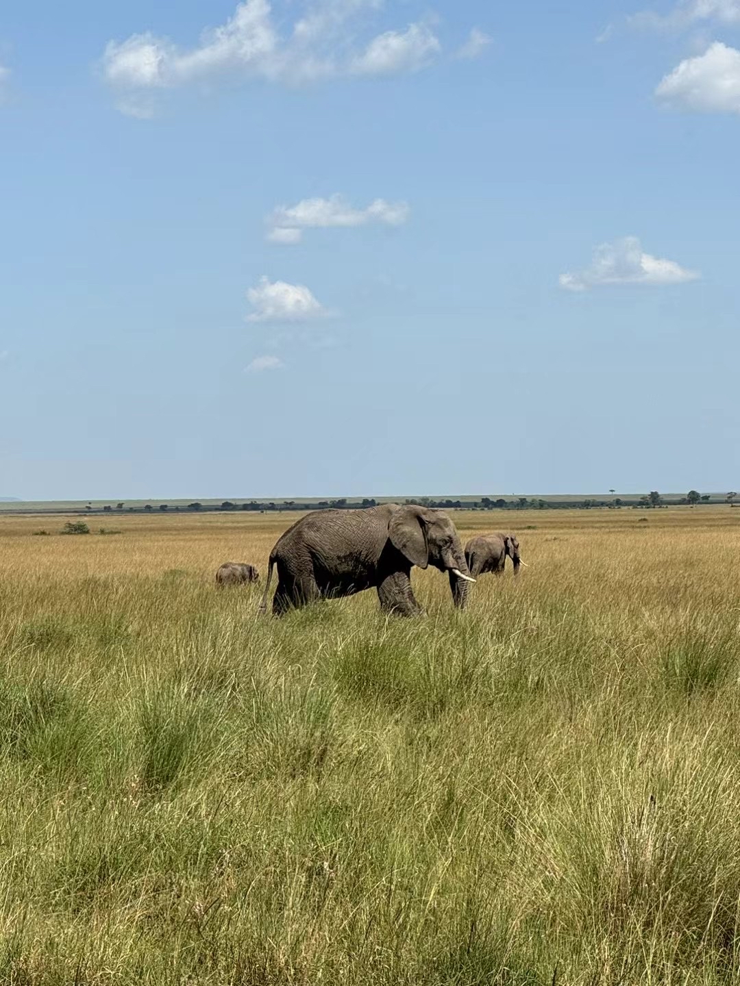 肯尼亚🇰🇪野生动物园随拍。 梅鲁国家公园·肯尼亚