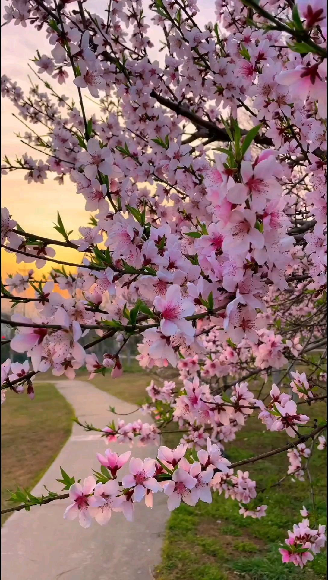 #春天玩点花的 一起去桃花盛开的地方