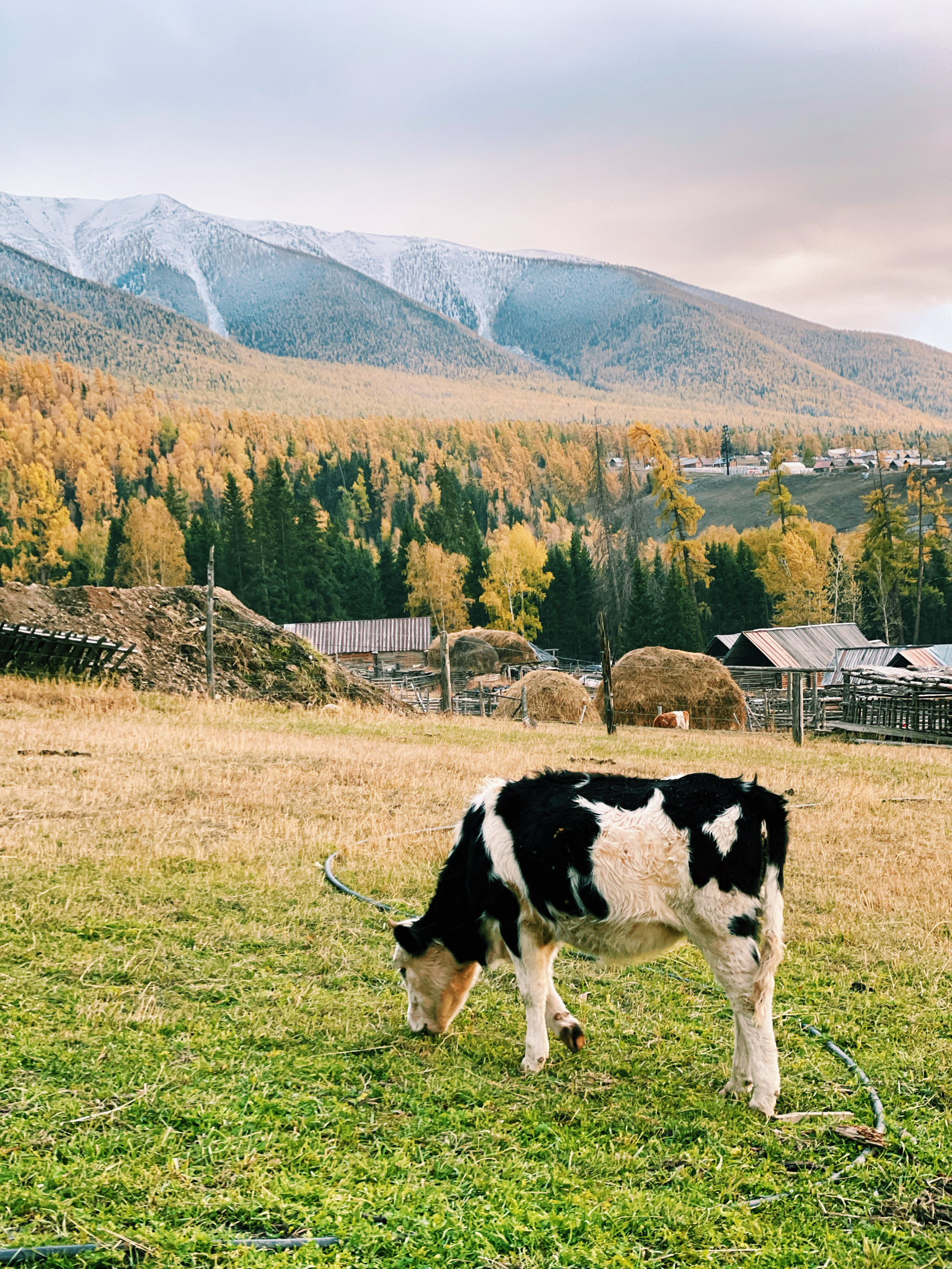 白哈巴克亚特牧舍