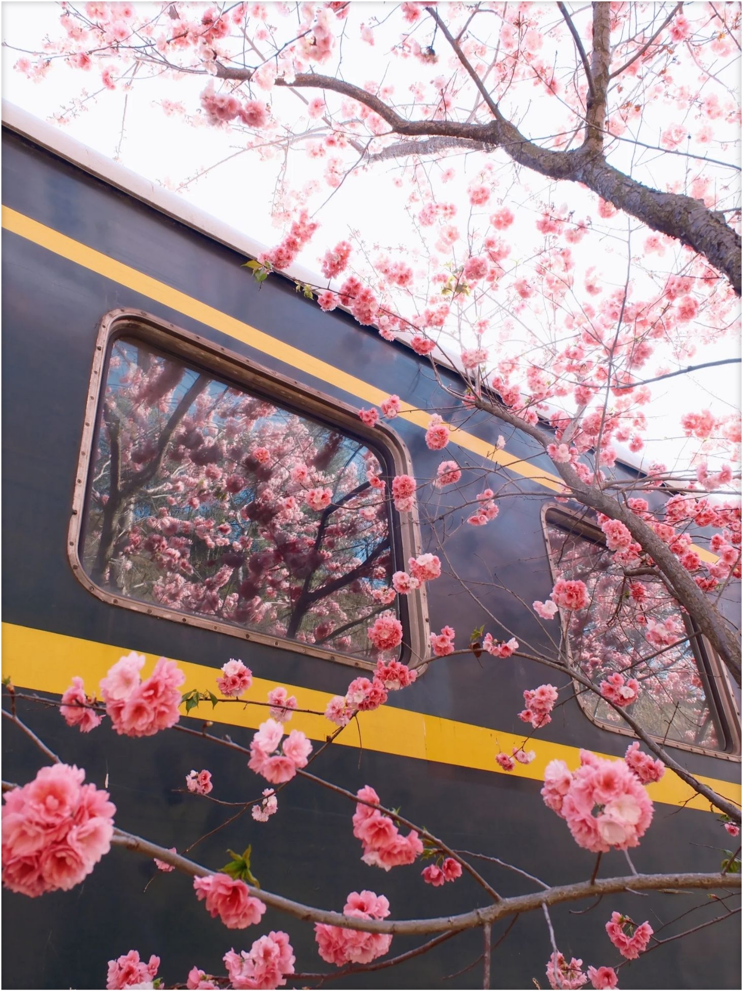 我在昆明拍到了日漫中的樱花小火车
