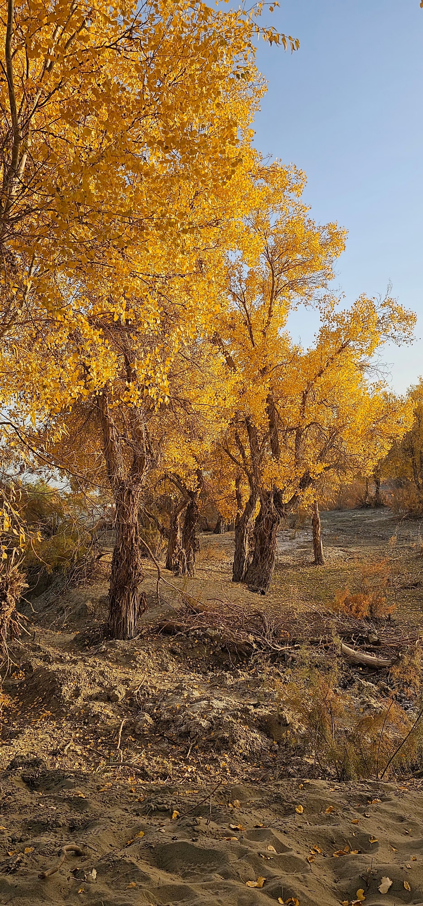 沙雅胡杨林真的很美，自驾在139秘境，感受独属于西北的美