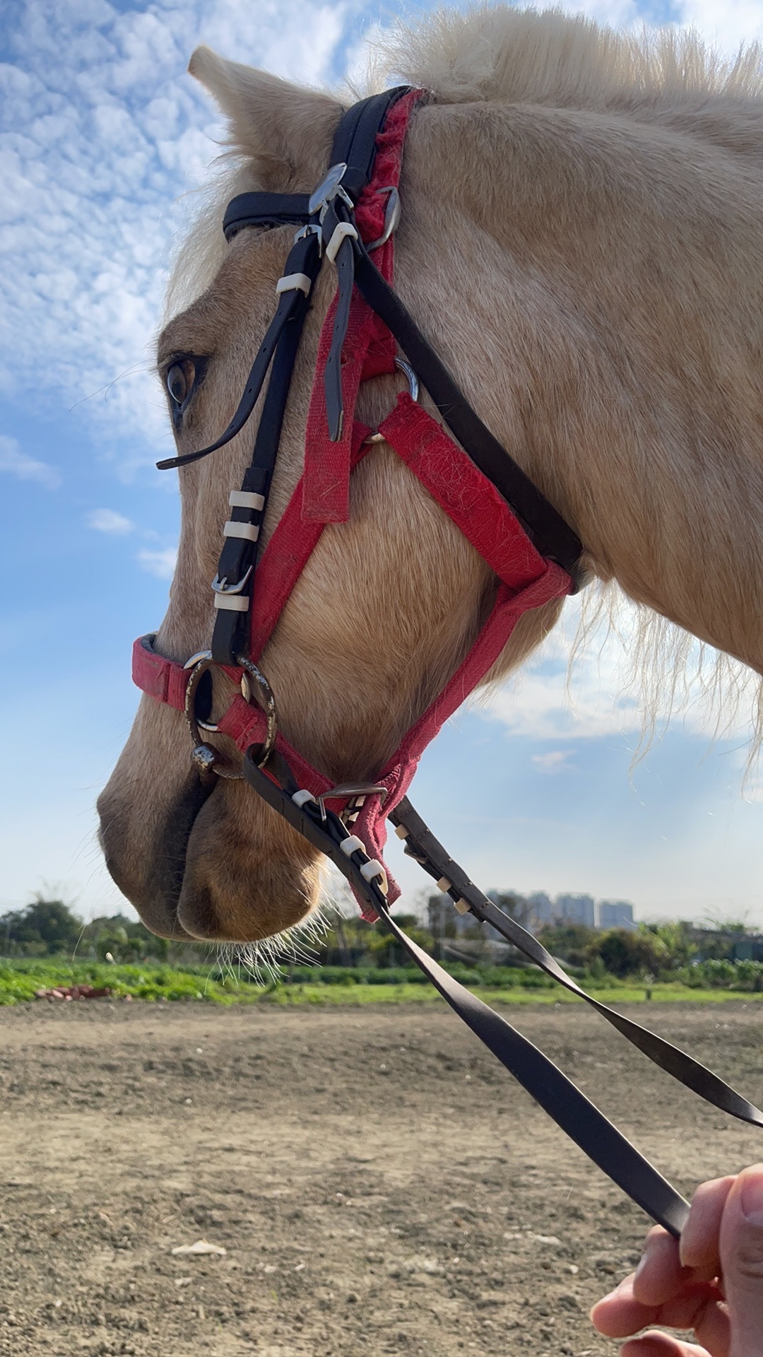 这种天气很适合骑马