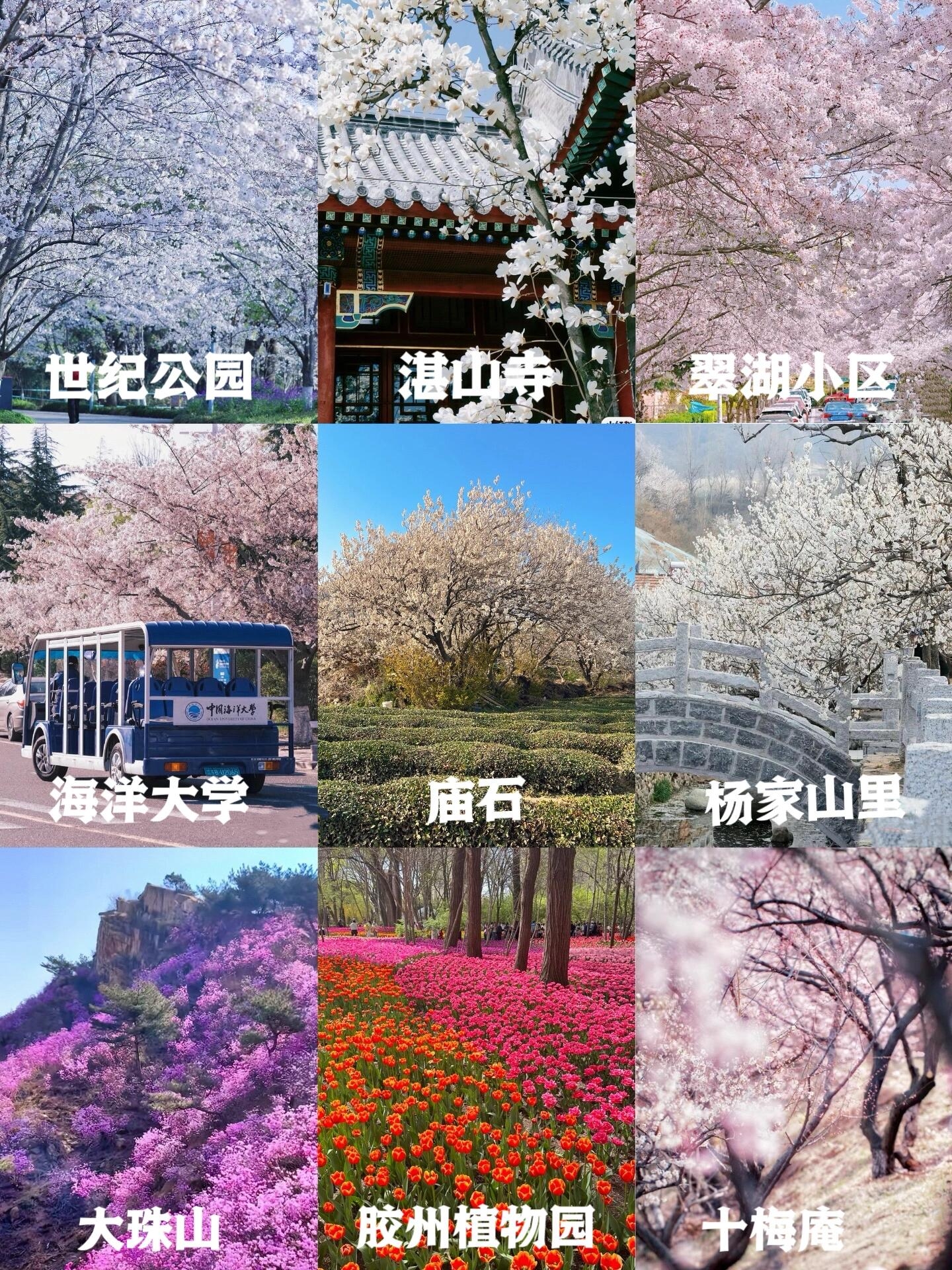 这个春天，一起去邂逅青岛🌸花海