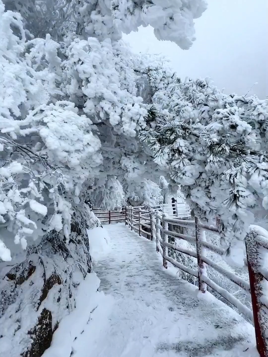 这个冬天，一定不要错过老君山的雪景