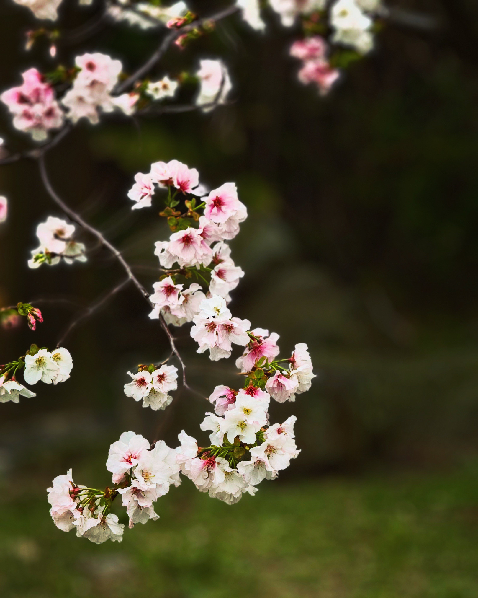 2024年陽明山花季-中山樓前滿開的櫻花樹🌸