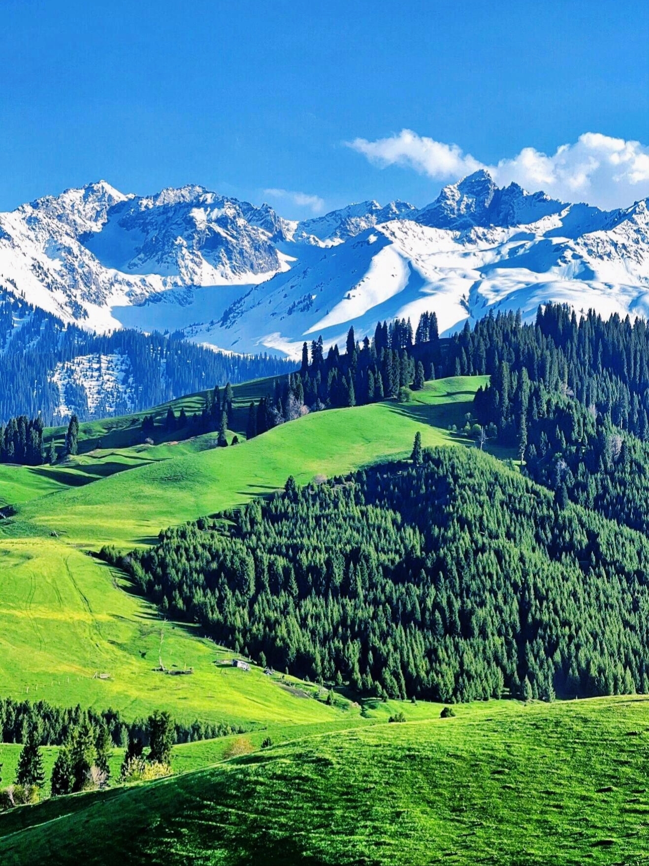 因为夏天的新疆伊犁真的是太美啦🍃 在那里可以看到👇👇 潺潺的💦溪流、绿油油的草原、洁白的雪山，五颜六