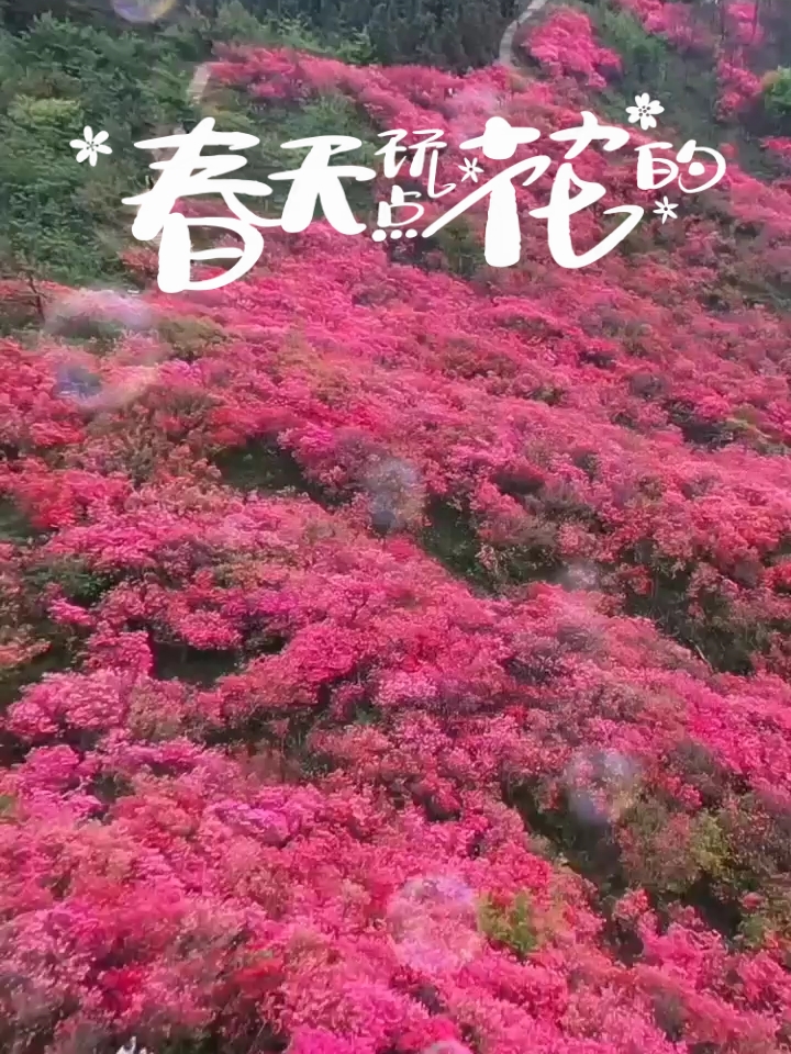 安徽-金寨太平山的映山红开了。