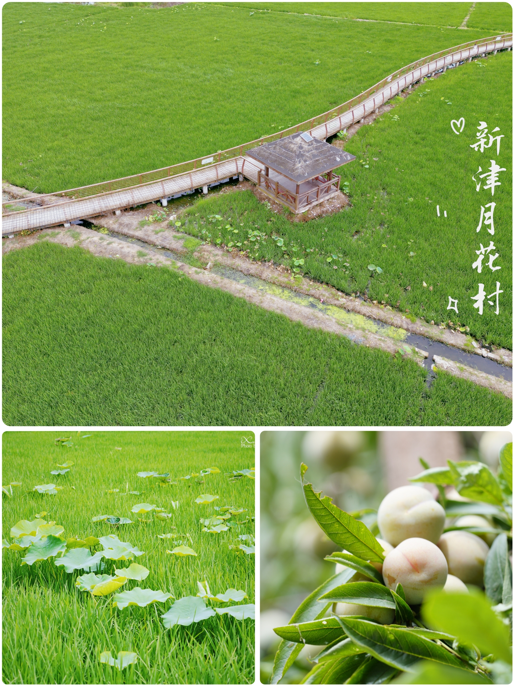 从荷叶田田🌱到麦苗青青🌾