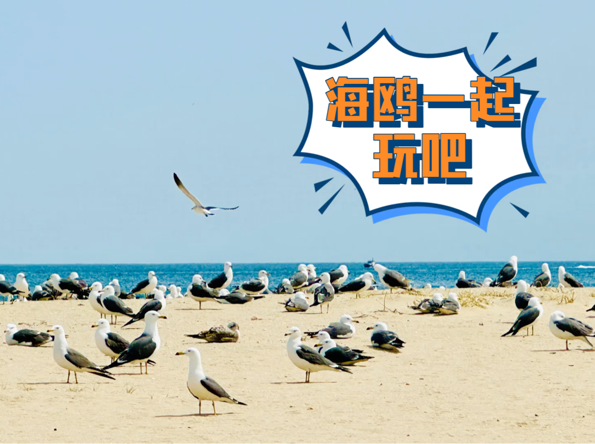 🇰🇷江陵｜注文津的快乐海鸥🥰