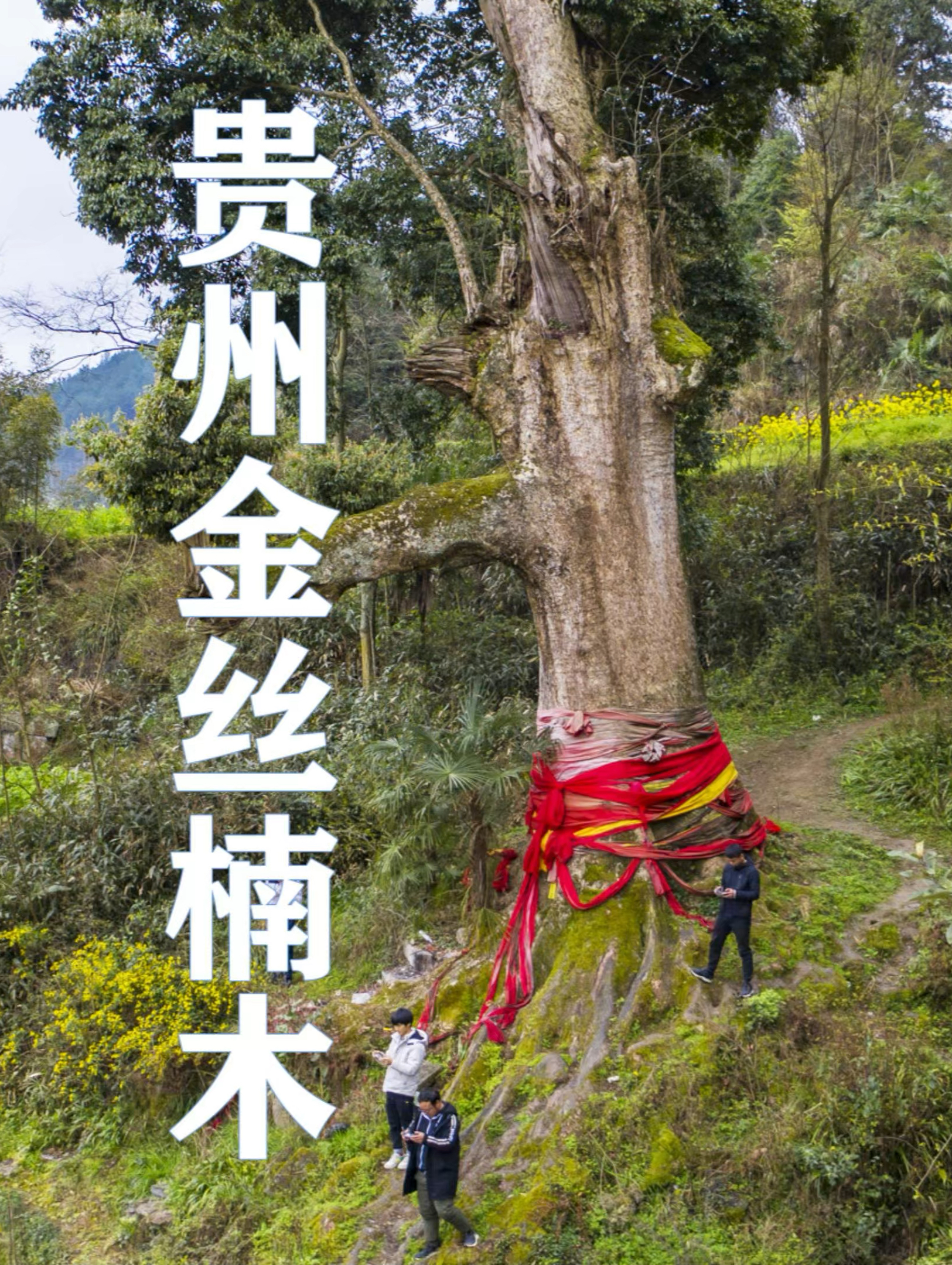 贵州大山发现一棵千年金丝楠木，价值不可估量