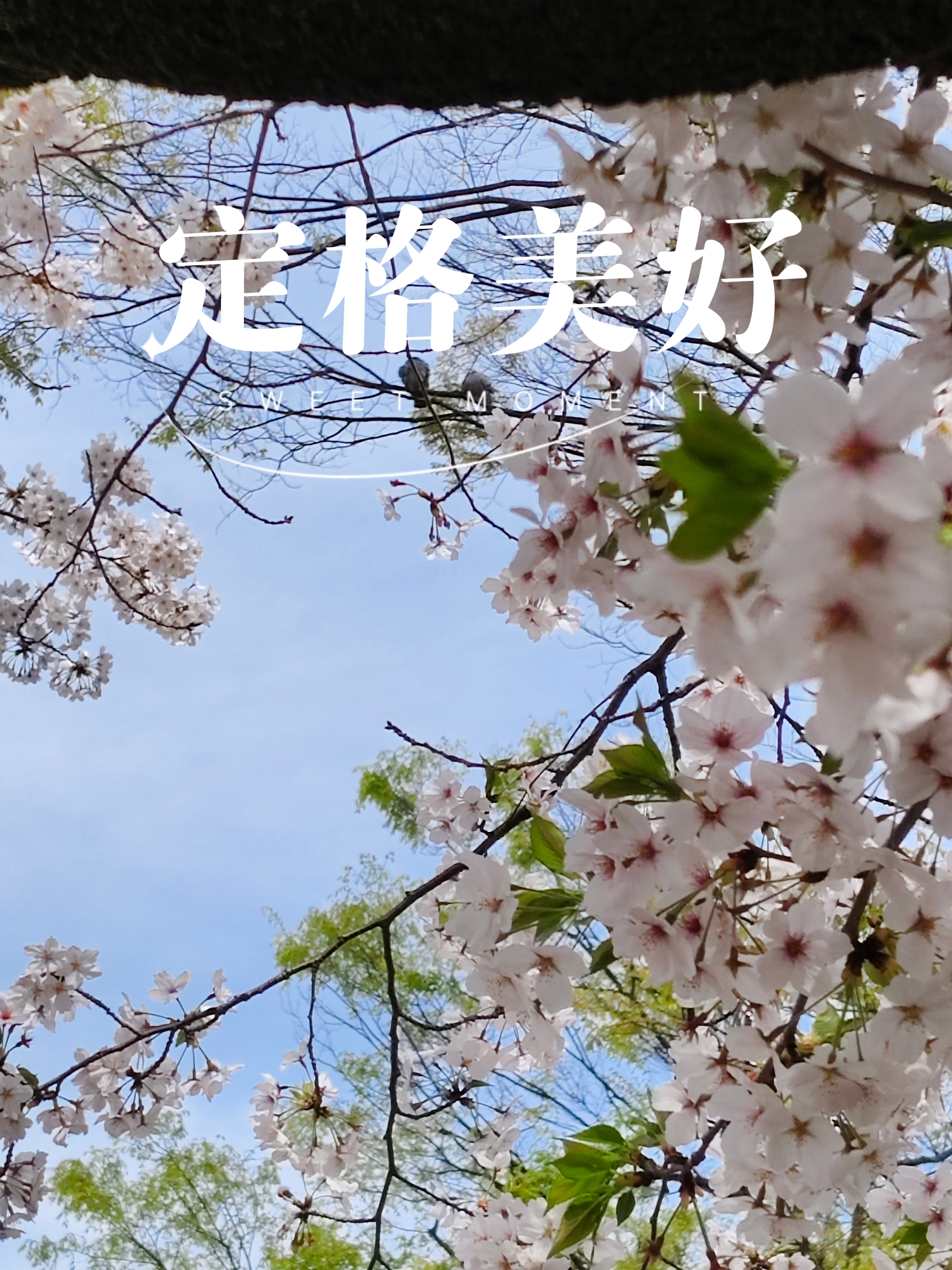 两次去上野，终于等到樱花绽放的盛况