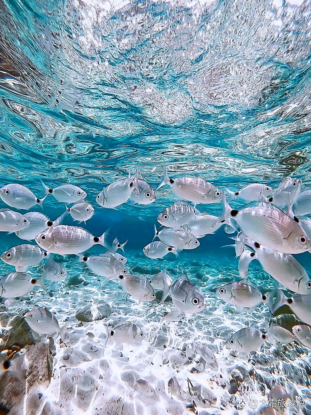 《撒丁岛：天堂之旅，与大自然亲密接触！🏝️🌊🌸》