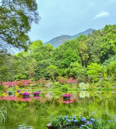 🌳 深圳仙湖植物园探秘攻略 🏞️