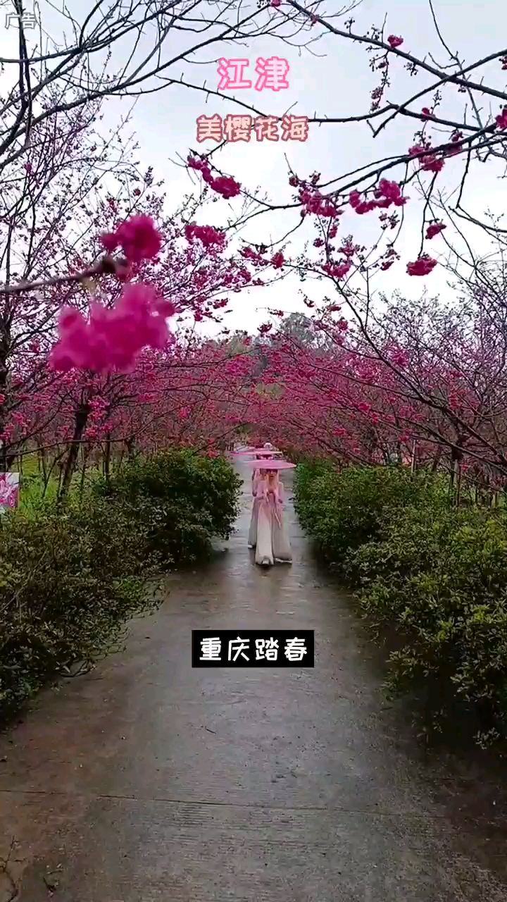 重庆·美樱花海，
