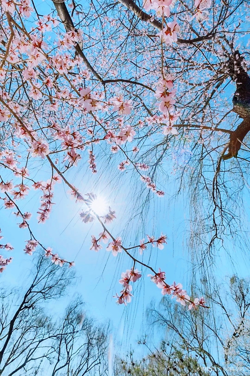 get这3条赏花路线,一键打卡颐和园的春天!