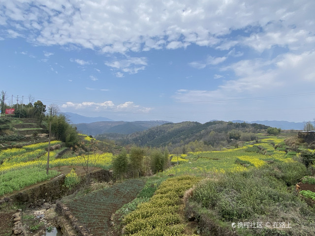 全网最全宁海桑洲油菜花景区游玩攻略来了!