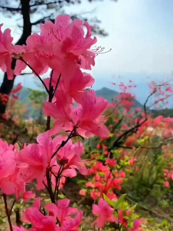 间四月天，女人寨的映山红盛开了！